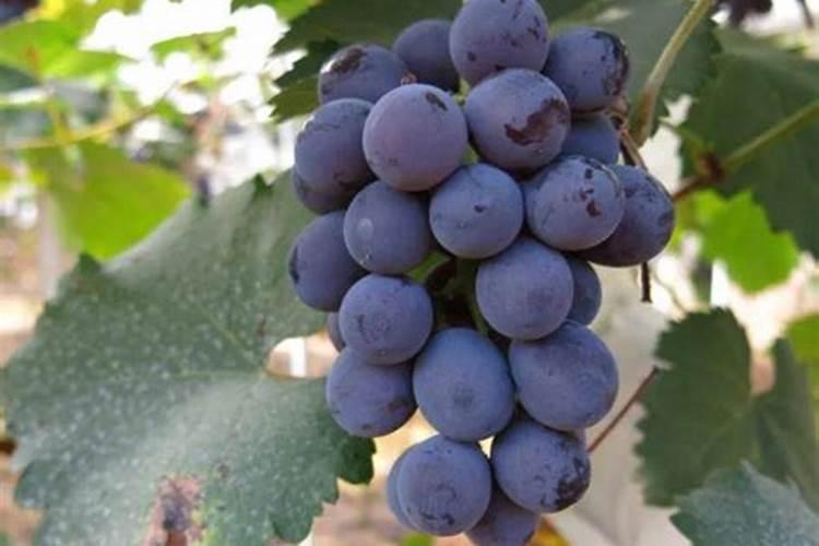 葡萄果实成熟期打什么药好最好