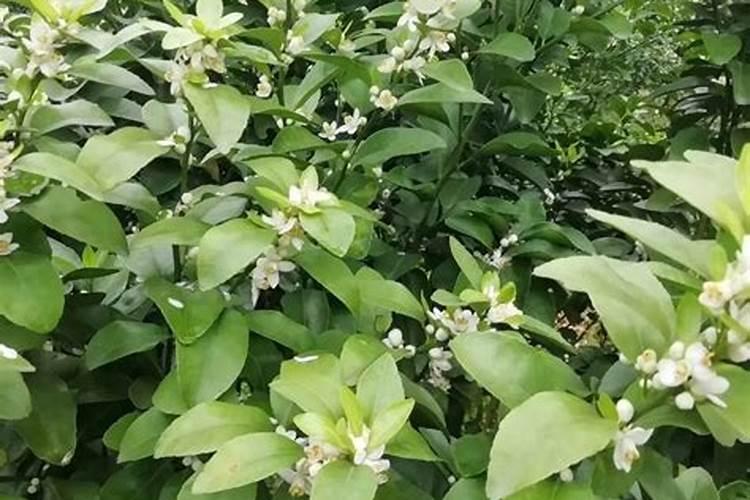 柑橘施什么肥好？