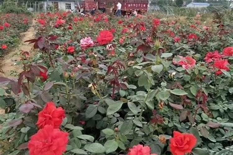 有哪些花能用氮肥