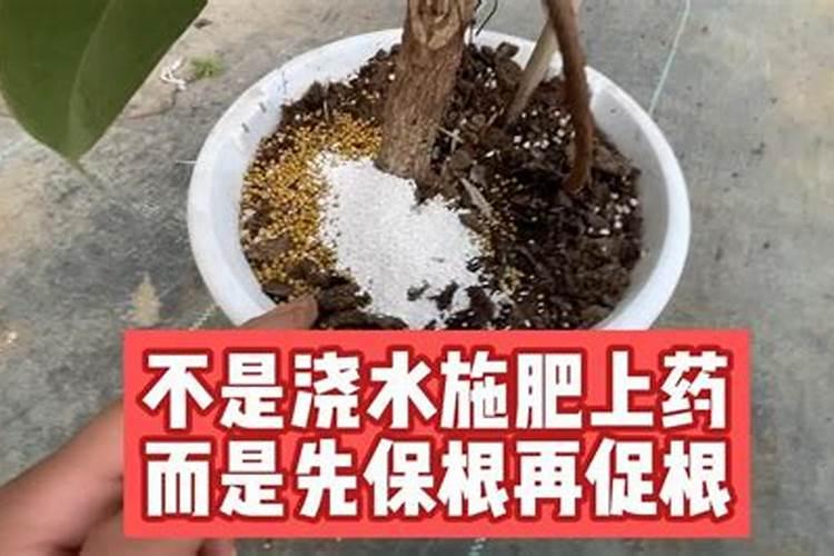 氮肥和尿素的区别