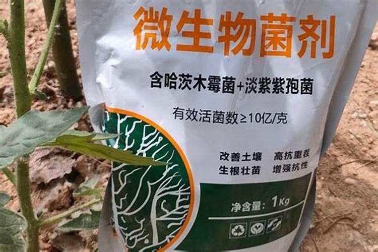 山药根腐病害怎么防控效果好？山药根腐是重茬种植导致的吗