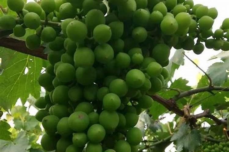 新疆葡萄几天浇一次水