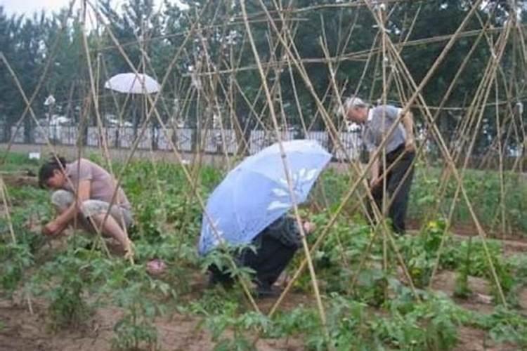 花生芽怎样发才粗壮