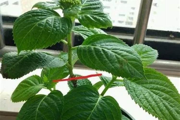 绣球花施什么肥最好