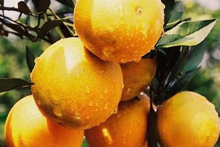 冰糖橙成熟期打什么杀菌剂好