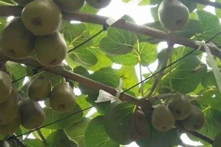 瓜果用什么肥料最旺盛