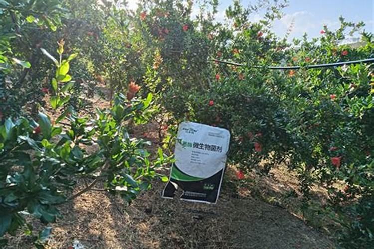 7.8月石榴树需要施肥吗？施什么肥料