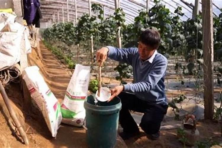 钙肥过量对植物有害吗？