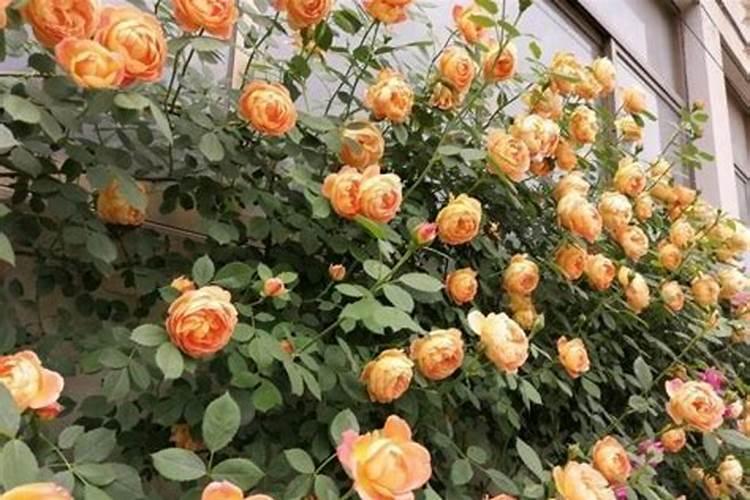 橡皮树应该怎样栽培和管理？