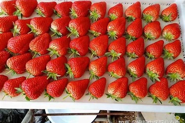 草莓用什么叶面肥好？草莓用什么水溶肥？草莓膨果增甜用金泰靓