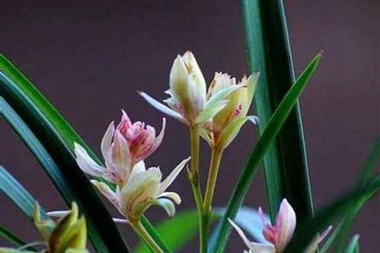 兰草花用什么肥料最好