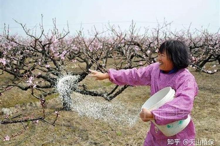 桃树的需肥特性是怎样的？