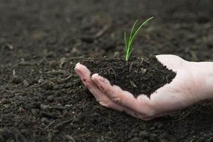 能用有机肥代替复合肥吗