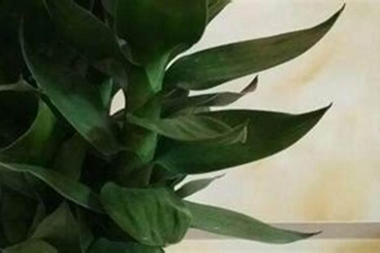 盐巴加洗衣粉可以除草吗