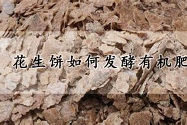 君子兰施什么肥最好