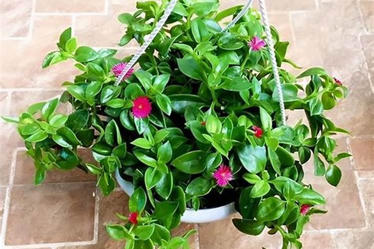 龙利鱼的营养价值