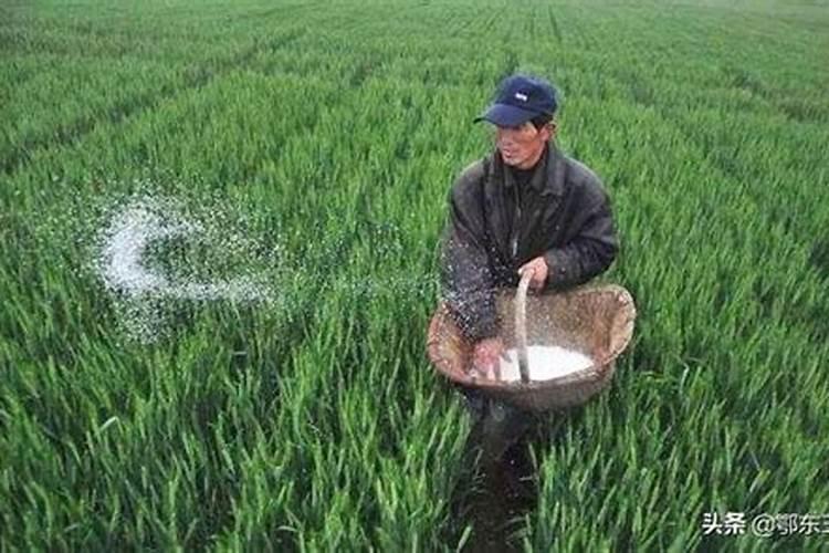 桂花最佳修剪时间是什么时候？