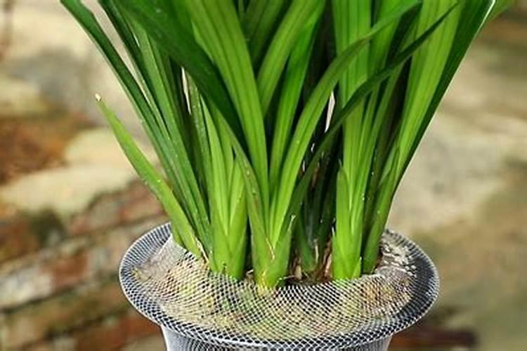 小麦叶面肥两小时后下雨还有效吗？