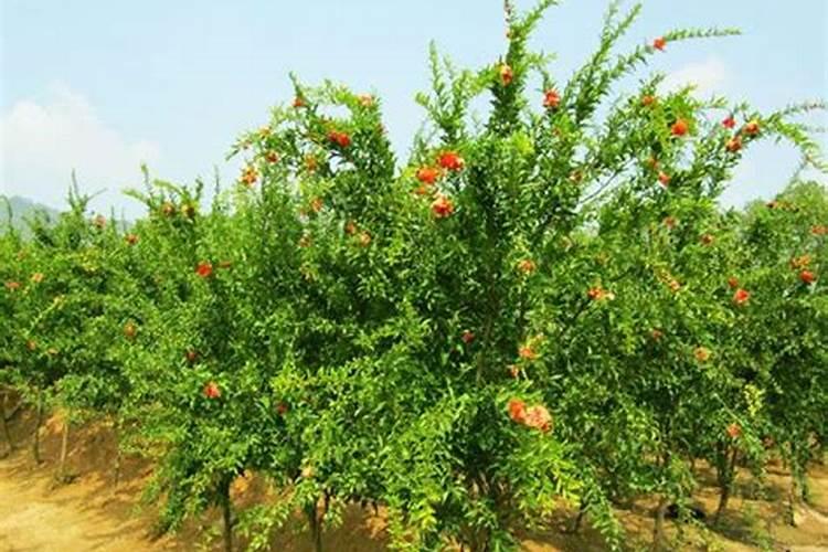 线椒的种植方法