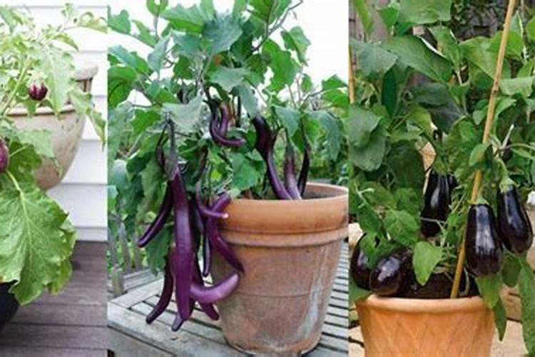 叶面肥里的氨基酸