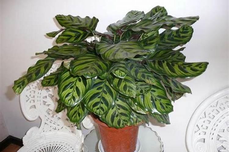 三角梅快速水繁殖方法