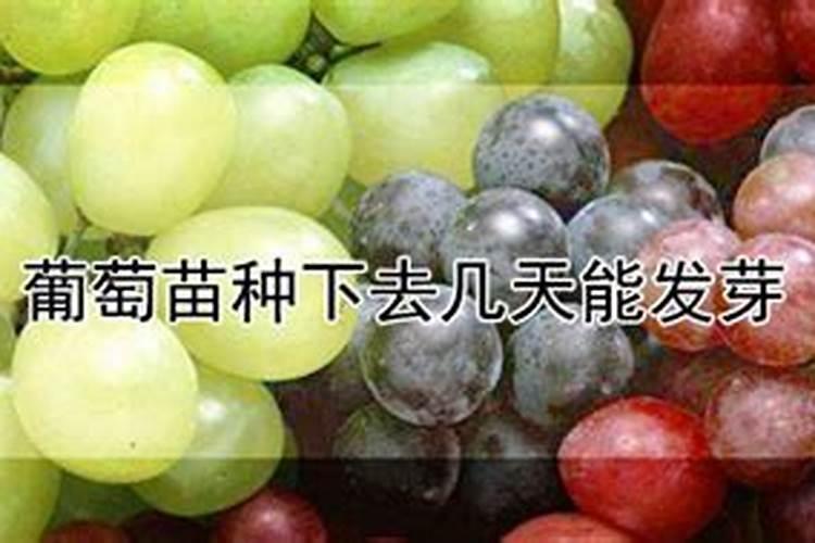 葡萄生根肥什么时候施最好