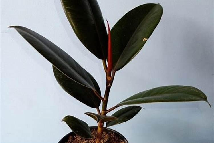 橡皮树施什么肥好