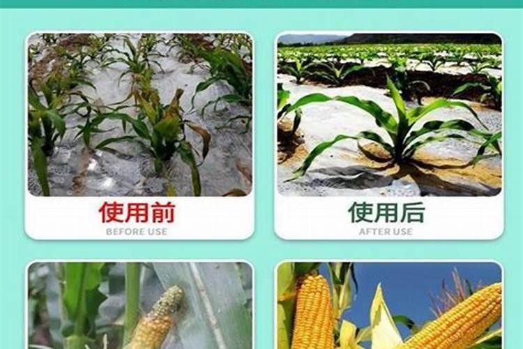 秋肥到底该如何选？高氮、平衡、高钾各有什么差别？