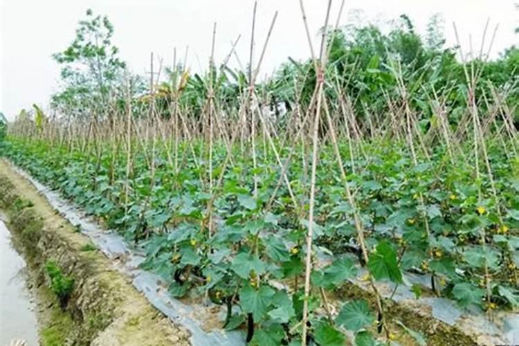 露地栽培黄瓜怎样进行配方施肥？