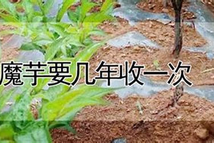 魔芋出苗后施什么肥