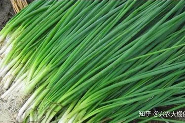 香葱施什么肥最好