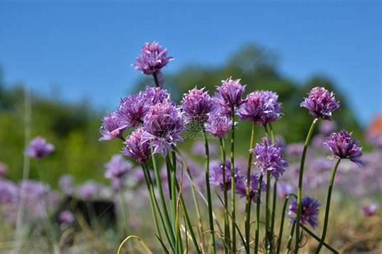 阳台种葱施什么肥料