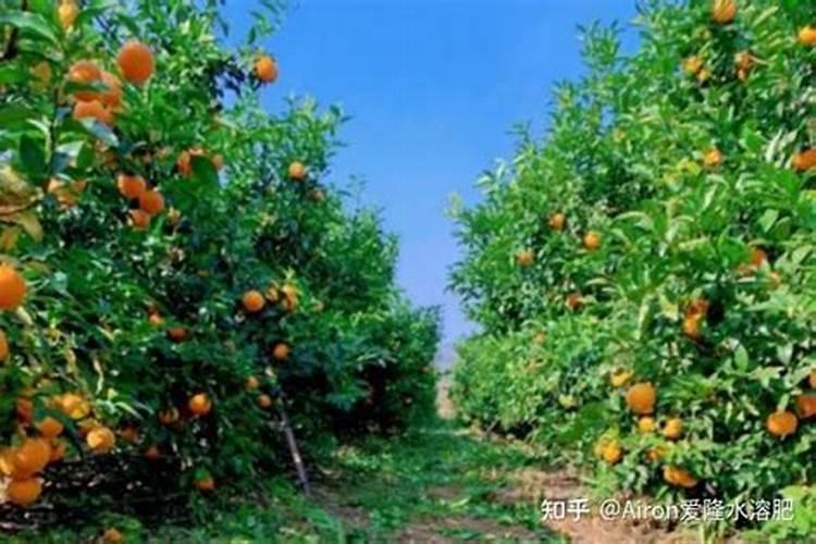 西红柿叶子太茂盛怎么办