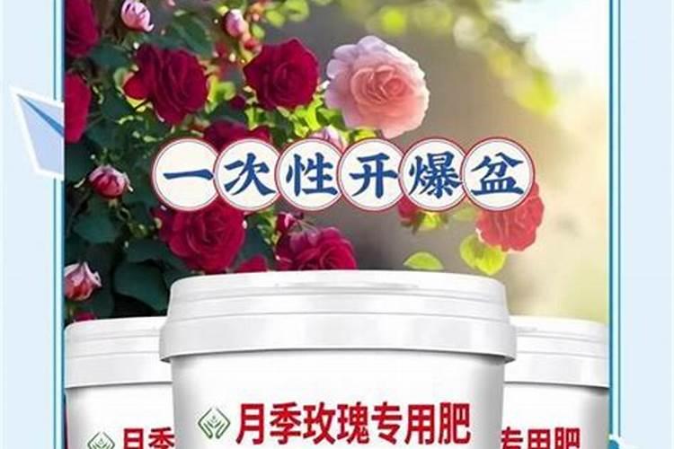 月季花的施肥方法及使什么肥
