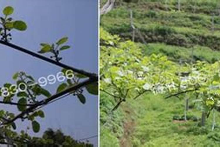 夏天白掌怎么养
