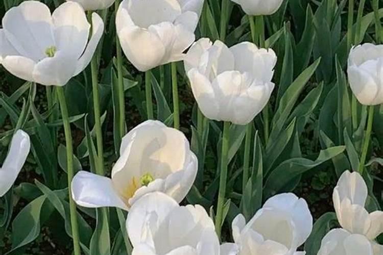 樱桃树怎么授粉