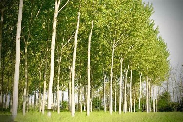 叶面喷施的钙肥有哪些？