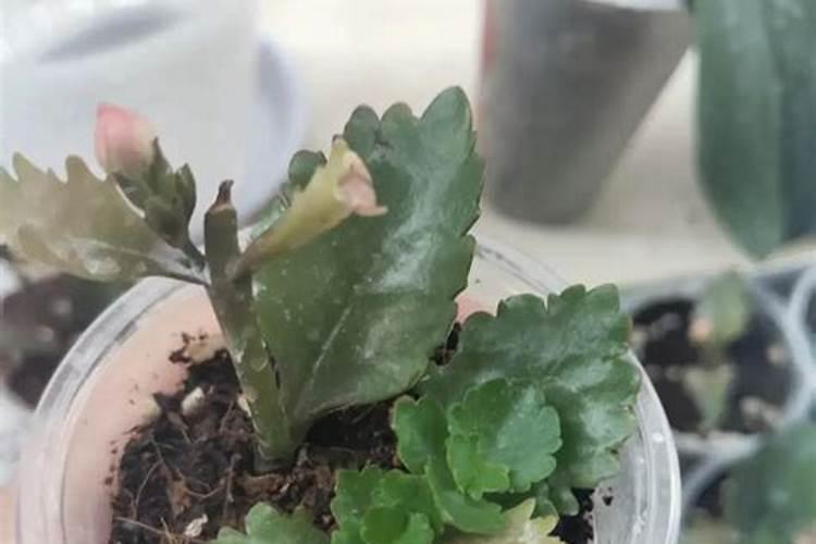 沙漠玫瑰怎么浇水和施肥