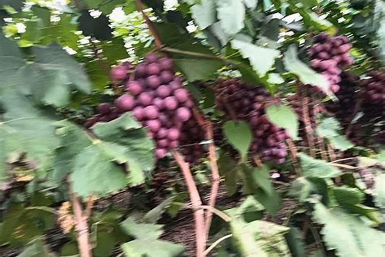 架豆角最晚什么时候种