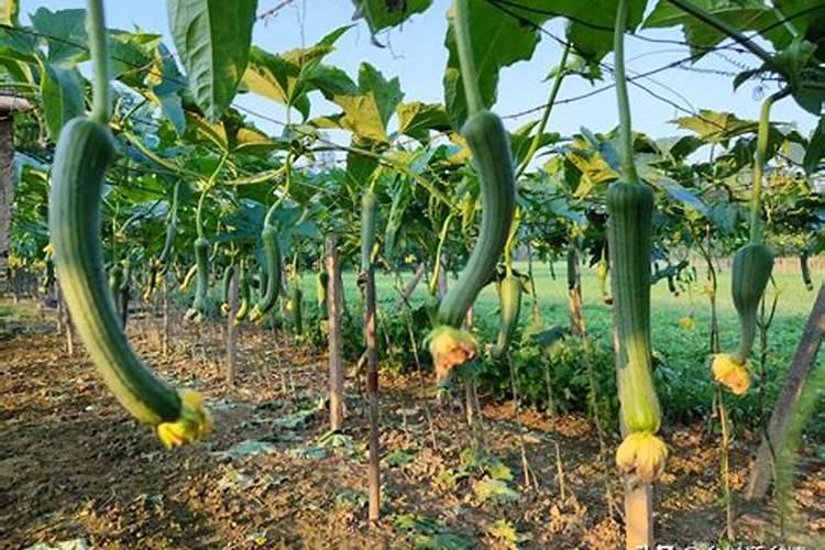 东北什么时候种红小豆和黑小豆？(北方红小豆种植时间)