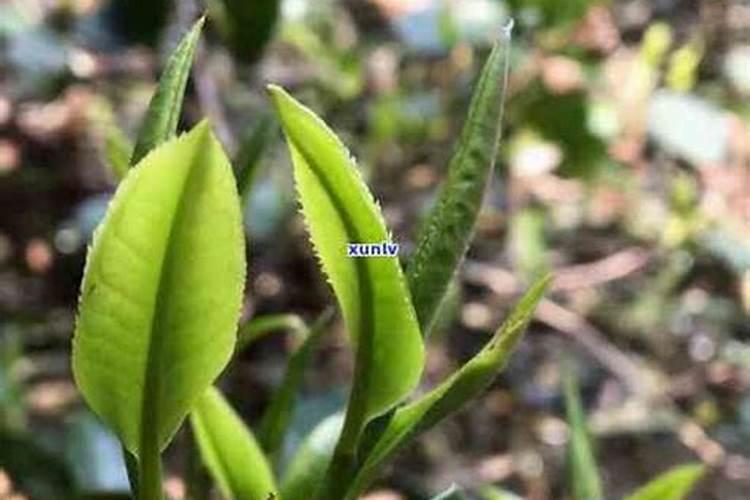 生普洱晒干了除了喝还能做什么用