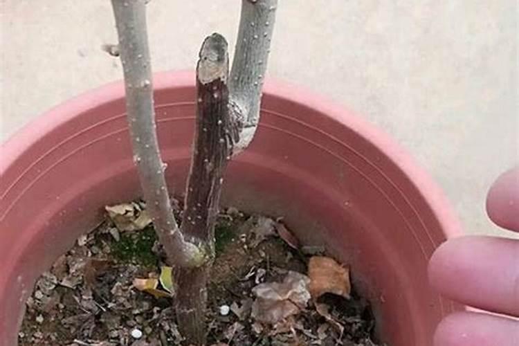 复合肥怎么往花上施肥？