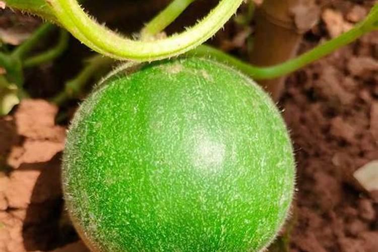 西瓜皮怎样做花肥料 使植物更加健康