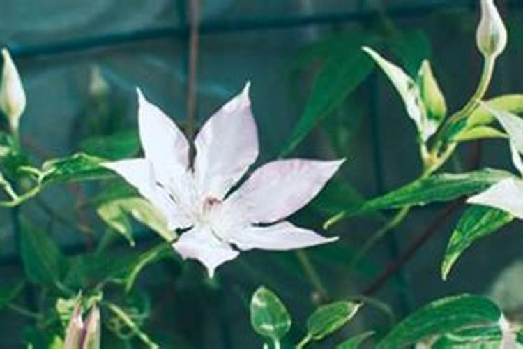 地栽铁线莲冬季可以施肥吗,容易使植株徒长