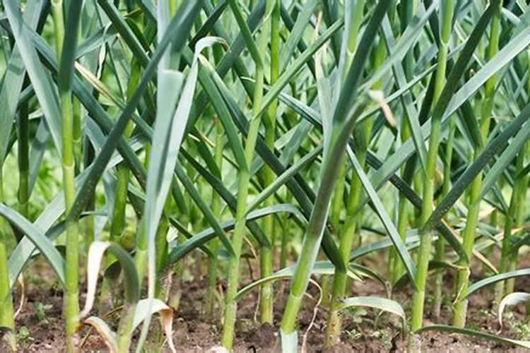 大樱桃对施肥有哪些要求？