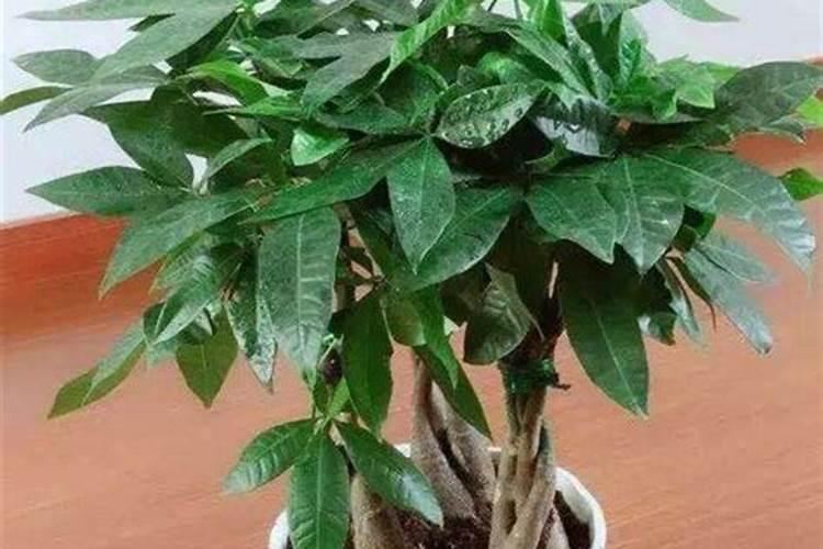 发财树施什么肥最有效