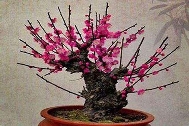桃树谢花后打什么农药？怎样打药？