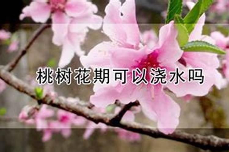 桃花雪的危害