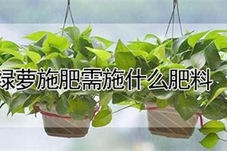 绿萝施什么肥好