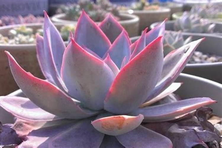 广寒宫多肉怎么养殖(广寒宫多肉养殖攻略,从新手到养护高手)